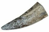 Dinosaur-Eating Crocodile (Sarcosuchus) Tooth - Niger #241070-1